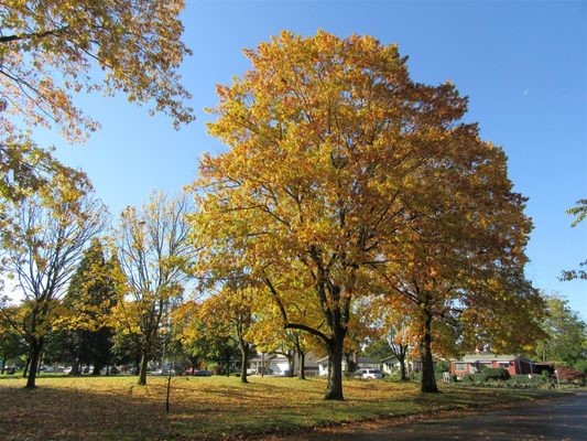 Glenwood Park by null