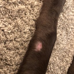 Photo taken 8 days after leaving kennel. not healing Photo taken 8 days after leaving kennel. not healing