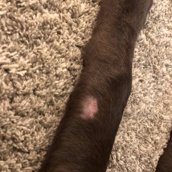 Hightest Kennels - Photo taken 8 days after leaving kennel. not healing - Pet Training Near Me - Oroville, California Hightest Kennels - Photo taken 8 days after leaving kennel. not healing - Pet Training Near Me - Oroville, California