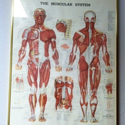 Strong Chiropractic Offices - Muscular system...