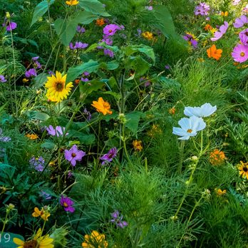 Lannon Sunflower Farm - Fields of Wildflowers to enjoy! - Pick Your Own Farms Near Me - Lannon, Wisconsin Lannon Sunflower Farm - Fields of Wildflowers to enjoy! - Pick Your Own Farms Near Me - Lannon, Wisconsin