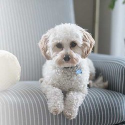 All Natural Carpet Cleaning