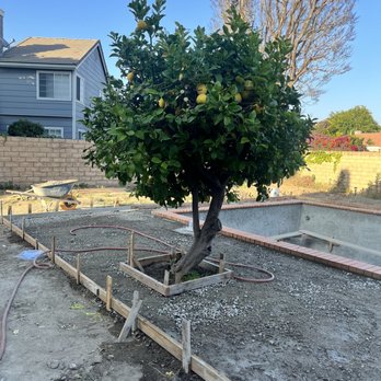 CATAK POOLS - Our beloved lemon tree - Pool & Hot Tub Service Near Me - Simi Valley, California CATAK POOLS - Our beloved lemon tree - Pool & Hot Tub Service Near Me - Simi Valley, California