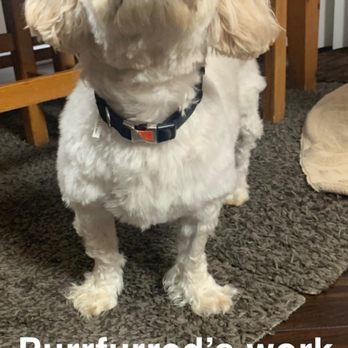 PurrFurred Pet Styling - Aurora - Pet Groomers Near Me - Aurora, Illinois PurrFurred Pet Styling - Aurora - Pet Groomers Near Me - Aurora, Illinois