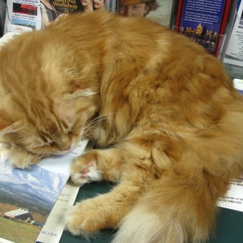 Wild Birds Unlimited - Luther the Cat. - Bird Shops Near Me - Sequim, Washington