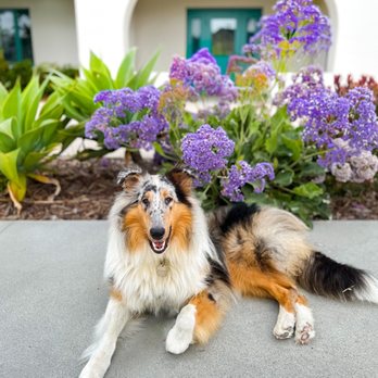 Britta's Animal Training - Pet Training Near Me