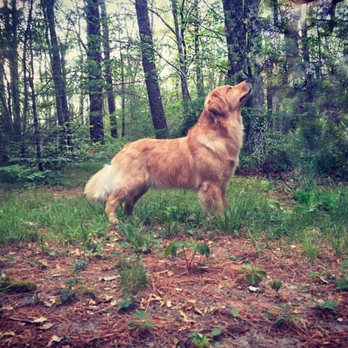 Good Dog Grooming - Pet Groomers Near Me - Morristown, Vermont Good Dog Grooming - Pet Groomers Near Me - Morristown, Vermont