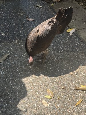 Bradleys Head Rd by null