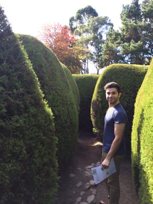 Ashcombe Maze & Lavender Gardens by null
