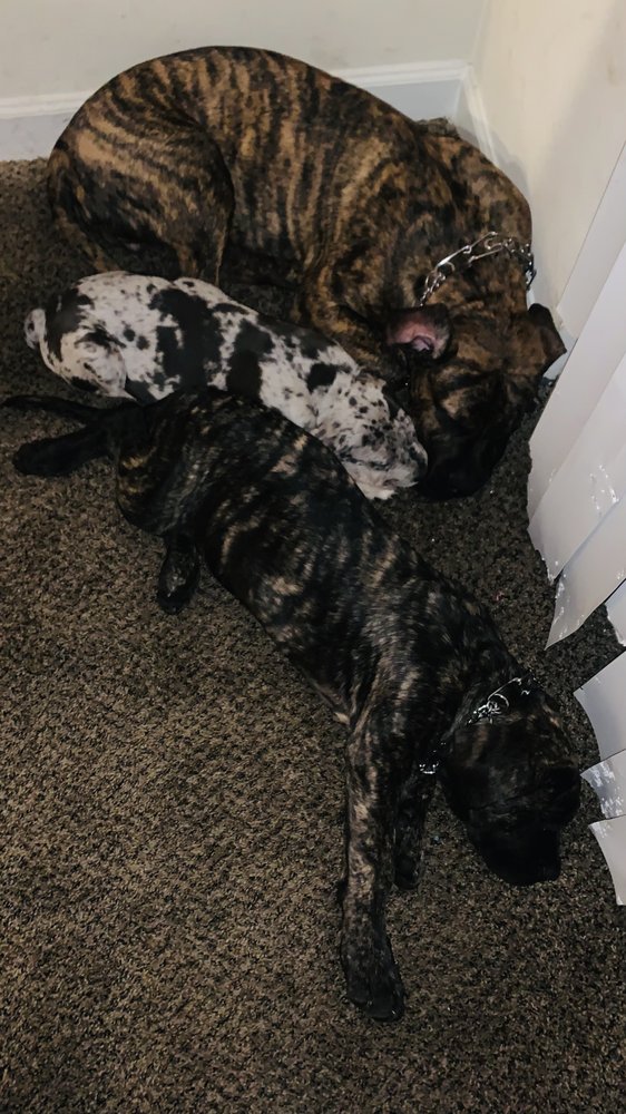 EXOTIC PRODUCTION KENNELS 21 Photos Suitland, Maryland Pet Breeders Phone Number Yelp