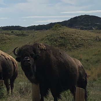 Theodore Roosevelt National Park - American bison - Parks Near Me - Medora, North Dakota Theodore Roosevelt National Park - American bison - Parks Near Me - Medora, North Dakota