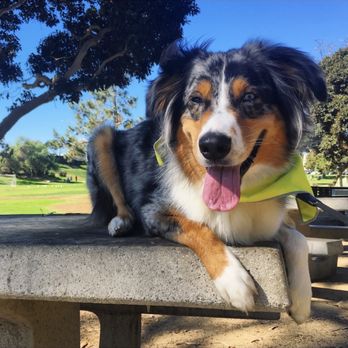 Dominant Dogs Training - Pet Training Near Me Dominant Dogs Training - Pet Training Near Me