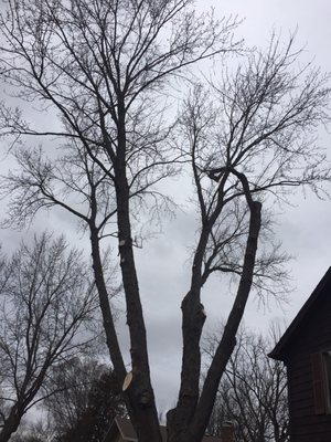 JOE’S DISCOUNT TREE & STUMP SERVICE - Updated May 2026 - 43 Photos & 11 ...