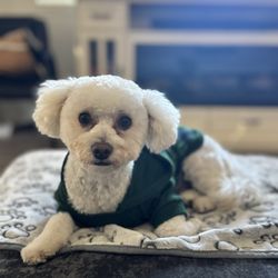 Soggy Paws Pet Grooming - Max, Handsome Boy