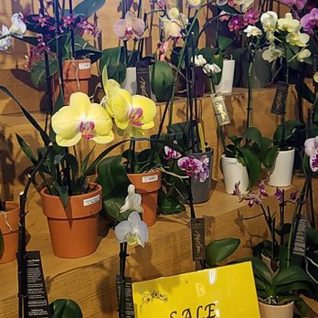 Berkeley Bowl West - They always have beautiful orchids! - Cafes Near Me - Berkeley, California