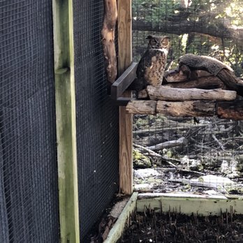 Florida Keys Wild Bird Sanctuary - I think a JR horned owl, the screech owl was ADORABLE! - Animal Shelters Near Me - Tavernier, Florida Florida Keys Wild Bird Sanctuary - I think a JR horned owl, the screech owl was ADORABLE! - Animal Shelters Near Me - Tavernier, Florida
