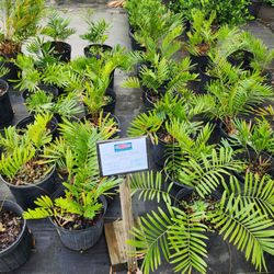 Allstar Garden Center