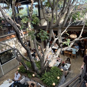 Mirate - The tree of life!! So fun - Mexican Near Me - Los Angeles, California Mirate - The tree of life!! So fun - Mexican Near Me - Los Angeles, California