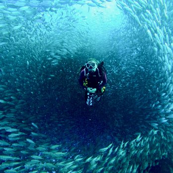 Columbus Scuba - Bait Ball Bonaire!!! - Scuba Diving Near Me - Columbus, Ohio