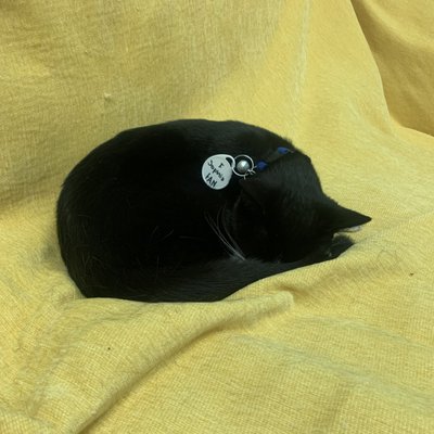 Catnip Cat Cafe by null