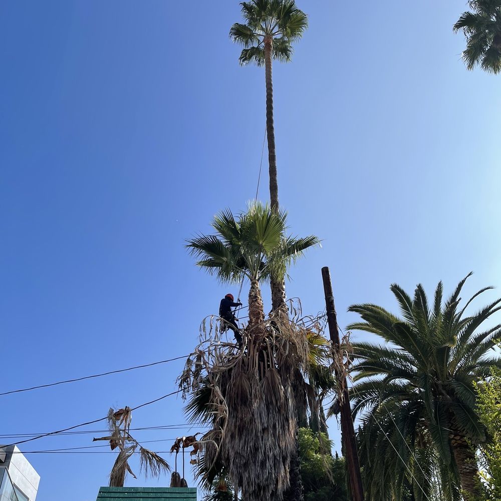 One Day Tree Service - Tree Services Near Me - Altadena, California One Day Tree Service - Tree Services Near Me - Altadena, California