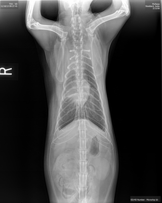 Lawndale Pet Hospital by null