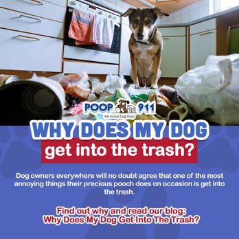 Poop 911 - Pet Waste Removal Near Me Poop 911 - Pet Waste Removal Near Me
