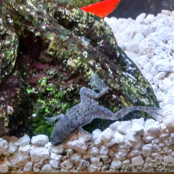 african dwarf frog petsmart
