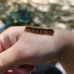 Burnt Rancheria Campground - Tent caterpillar