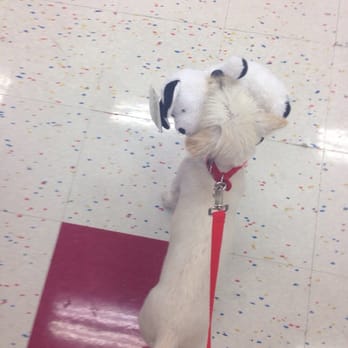 Petco - She casually picks up toys hangin around until I get to the register. - Pet Stores Near Me - Glendale, California Petco - She casually picks up toys hangin around until I get to the register. - Pet Stores Near Me - Glendale, California