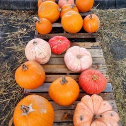 Poinciana United Methodist Church - Halloween pumpkin patch