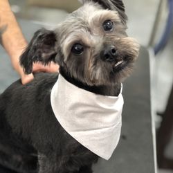 The Wizard of Pawz Pet Parlor - Miss. Pepper always looks darling after her spa day!
