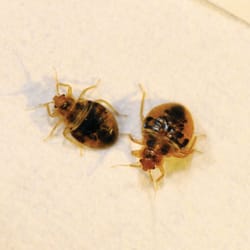 Perfection Pest Control
