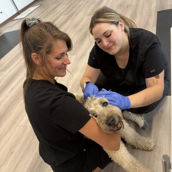 Arya Animal Acupuncture - Tucker getting his ears cleaned. - Holistic Animal Care Near Me - Glenview, Illinois Arya Animal Acupuncture - Tucker getting his ears cleaned. - Holistic Animal Care Near Me - Glenview, Illinois