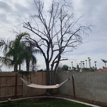 Carlos Tree Service - After Carlos trimming. - Tree Services Near Me
