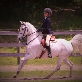 Orchard Park Equestrian - Horseback Riding Near Me - Orchard Park, New York Orchard Park Equestrian - Horseback Riding Near Me - Orchard Park, New York