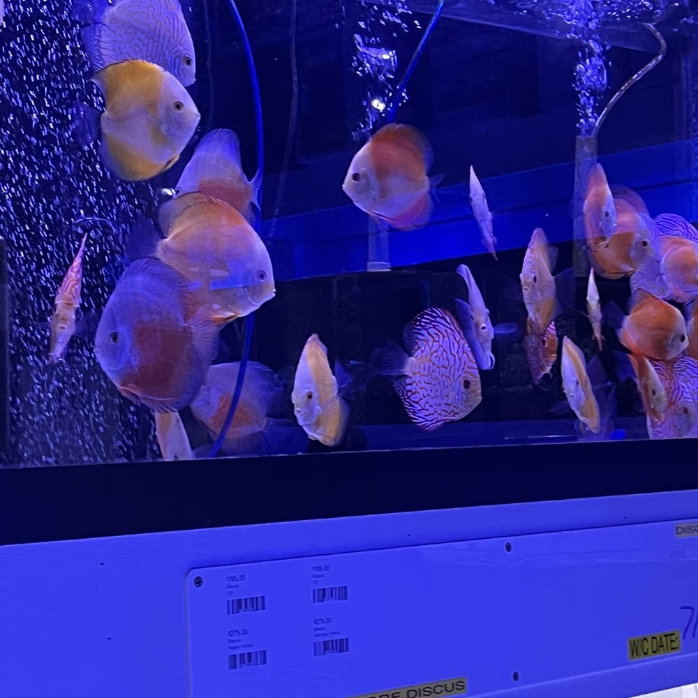 Neptune Aquatics - More discus - Aquarium Services Near Me - San Jose, California Neptune Aquatics - More discus - Aquarium Services Near Me - San Jose, California