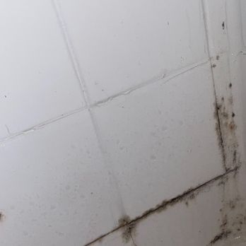 VIEW Carlton Arms - BLACK MOLD - Apartments Near Me - Bradenton, Florida VIEW Carlton Arms - BLACK MOLD - Apartments Near Me - Bradenton, Florida