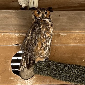Conch Republic Grill - An area owl - Seafood Near Me - North Redington Beach, Florida