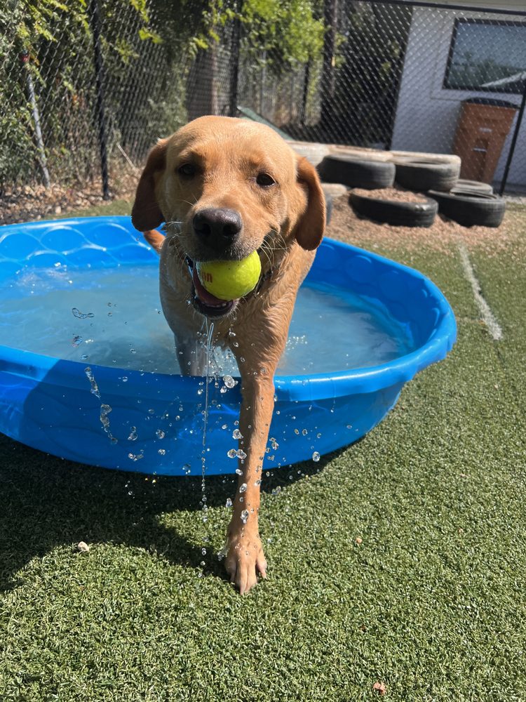 The Bone Inn - pet boarding facility in Austin, TX