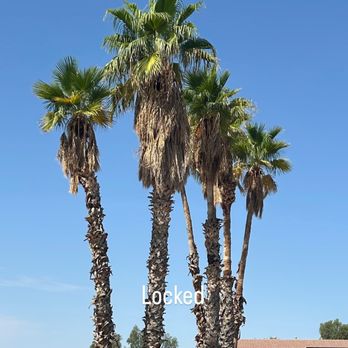 Lara Tree And Foundation - Artificial Turf Near Me - Maricopa, Arizona Lara Tree And Foundation - Artificial Turf Near Me - Maricopa, Arizona