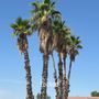 Photo of Lara Tree And Foundation