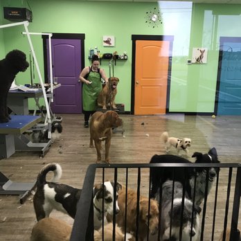 Petlantis - Pet Groomers Near Me - Billings, Montana