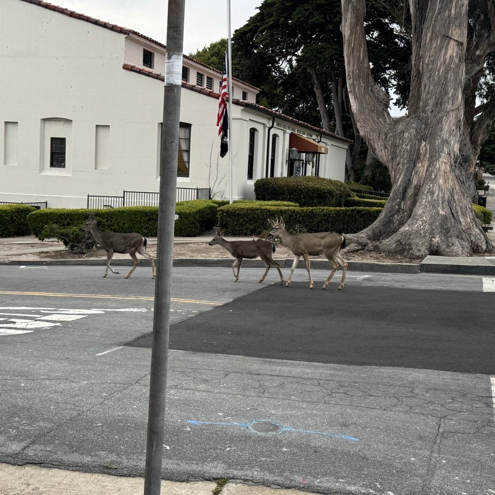 Toasties Cafe - Once I walked out and there were deer just walking by - American Near Me - Pacific Grove, California Toasties Cafe - Once I walked out and there were deer just walking by - American Near Me - Pacific Grove, California