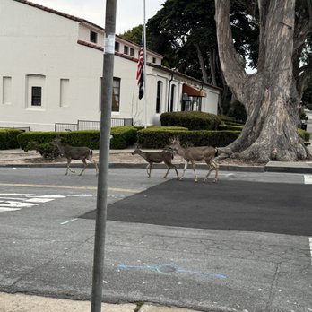 Toasties Cafe - Once I walked out and there were deer just walking by - American Near Me - Pacific Grove, California Toasties Cafe - Once I walked out and there were deer just walking by - American Near Me - Pacific Grove, California