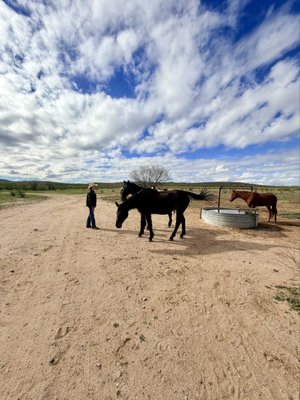 Flying E Ranch by null