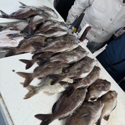 Thunder - 1/2 of our catch