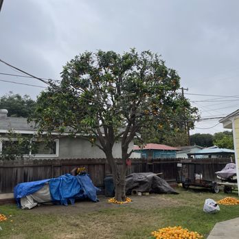 Chavez Tree Care - Tree Services Near Me Chavez Tree Care - Tree Services Near Me