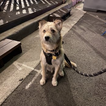 PetSmart - Before his grooming - Pet Stores Near Me - Upland, California