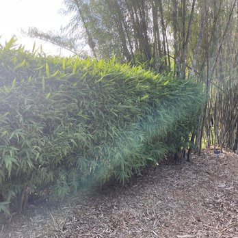 Bamboo Man - Nurseries & Gardening Near Me - Miami, Florida Bamboo Man - Nurseries & Gardening Near Me - Miami, Florida